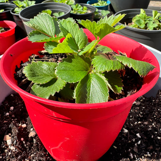 Old North Sea Strawberry 🍓 Rare Heirloom • Non-GMO • Organic • LIMITED